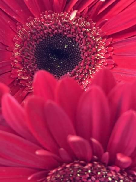 Gerbera