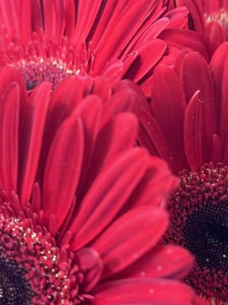 Gerbera