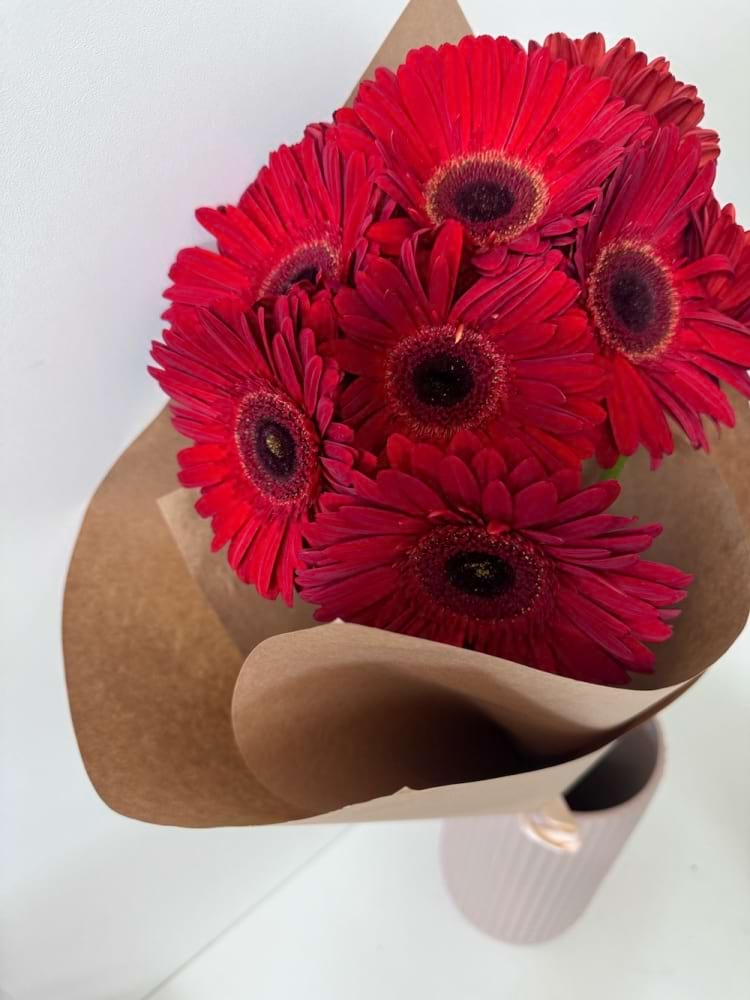 Gerbera