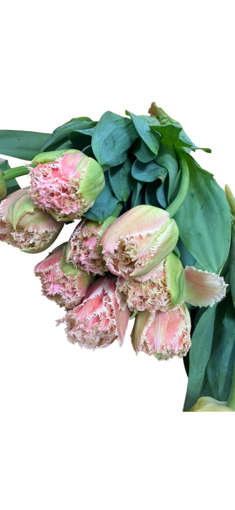 Tulip