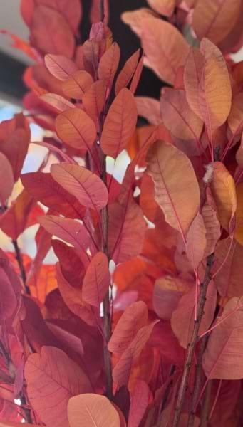 Foliage