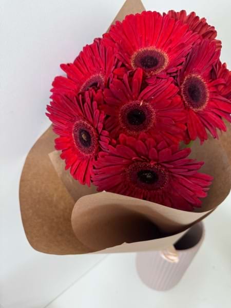 Gerbera